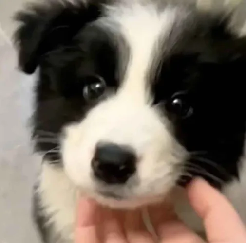 Filhote border collie, Os filhotinhos mais encantadores esperam por você!