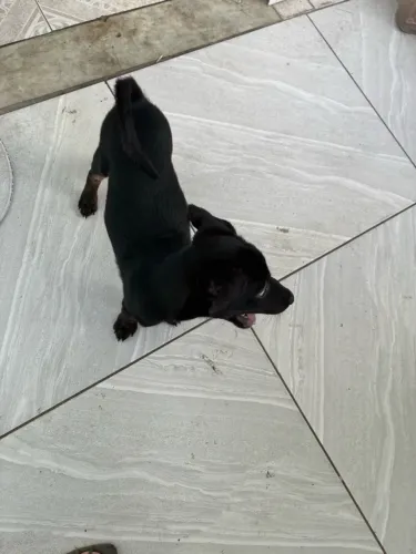 Doa-se cachorro