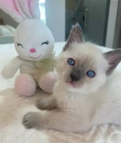 Gatinhos angorás disponível