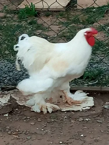Vendo lote com 10 aves raça Brahma 