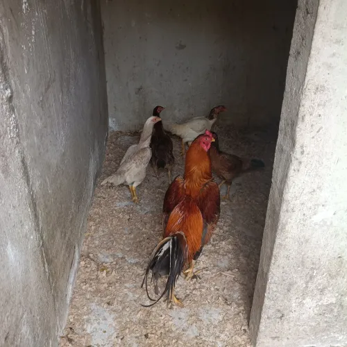 Galinha india