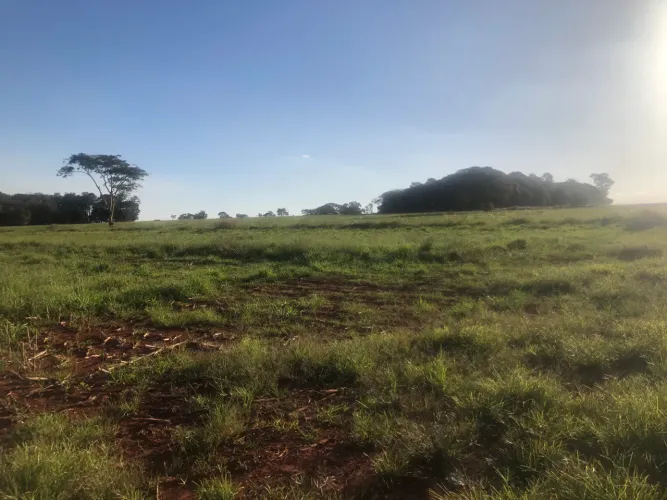 ARRENDAMENTO DE 16 HECTARES - NERÓPOLIS/GO