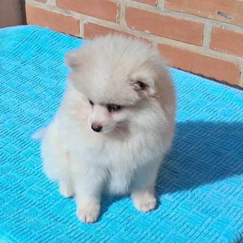 Lulu da pomerania