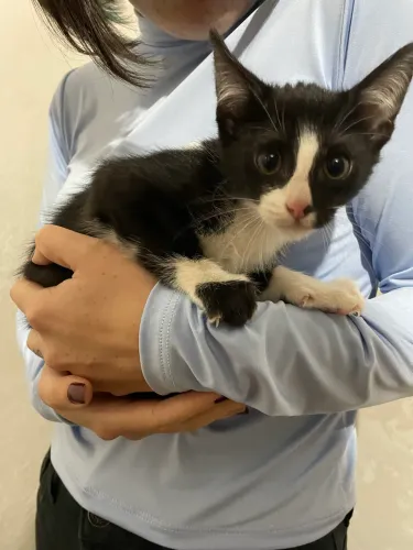 Doação de gato 