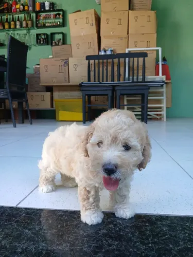 Filhote de poodle toy