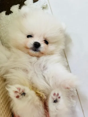 Cachorro Lulu da Pomerania últimos e promoção até domingo