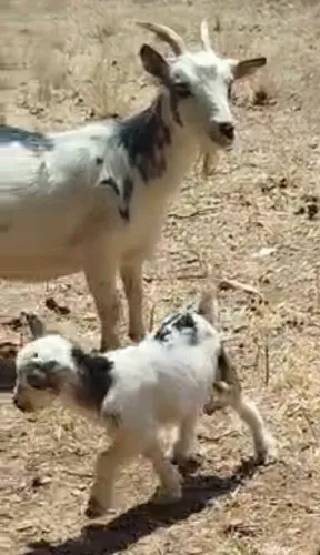 Mini cabrito filhote puro