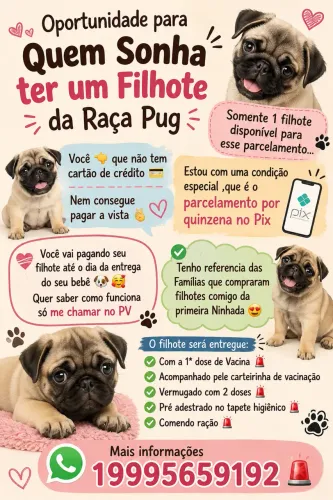 Filhotes de pug