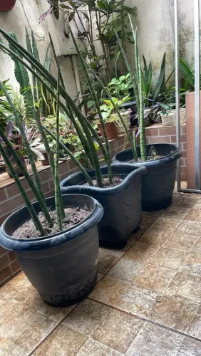 3 vasos grandes de planta com terra e espada de São Jorge