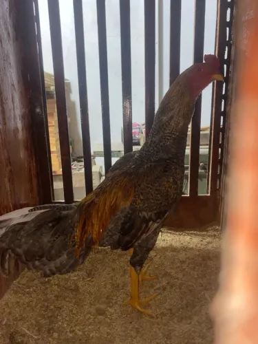 Galo carijo