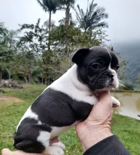 Buldogue francês