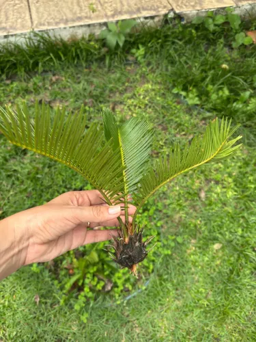 Muda de palmeira Cica