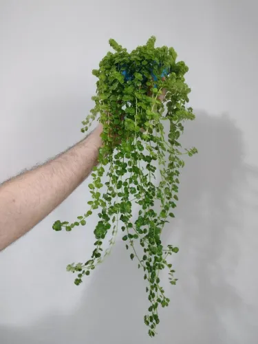 Planta: Lágrimas de Bebê