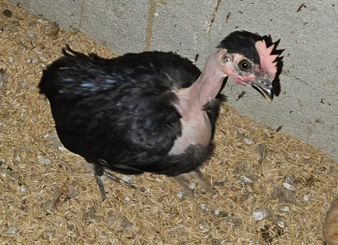 Frango mini garnizé modelado suro polaco 3 meses