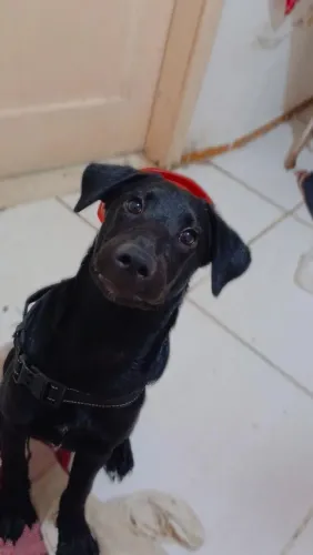 Cachorro para doação
