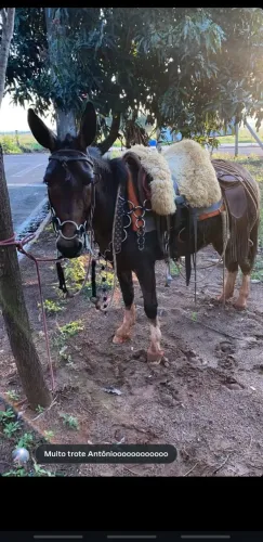 Mula Pampa
