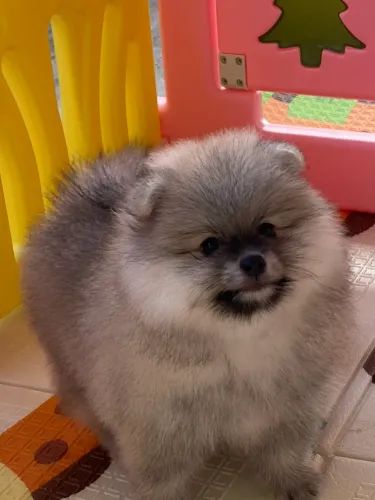 Spitz alemão com pedigree