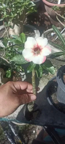 Flor do deserto