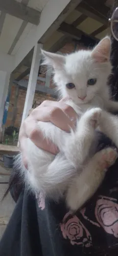 Gatinhos para adoção 