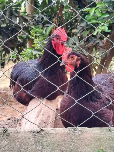 Ovos galados - Rhode Island Red 