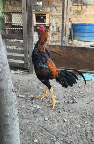 Galo mura 