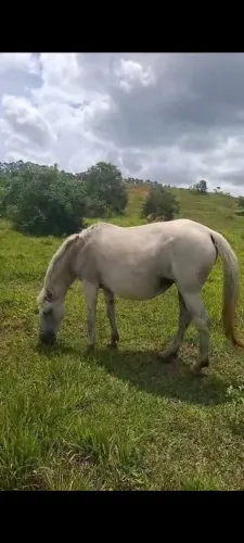 Égua e potra de marcha Picada.