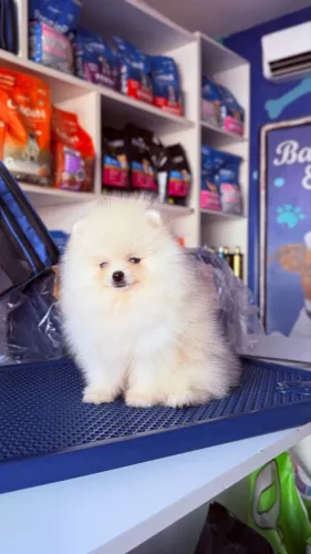 Filhote de Lulu da Pomerania