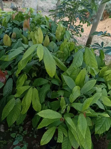 Mudas de ipê e cacau 