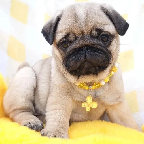 Pug fêmea ( somos canil ) 