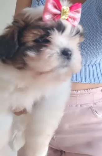 Filhotes de Shih Tzu 