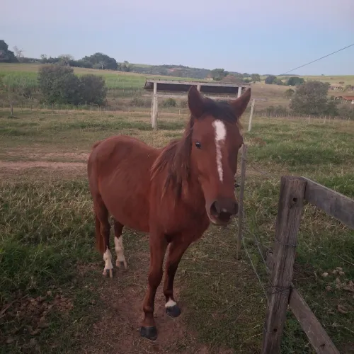 Potro mangalarga