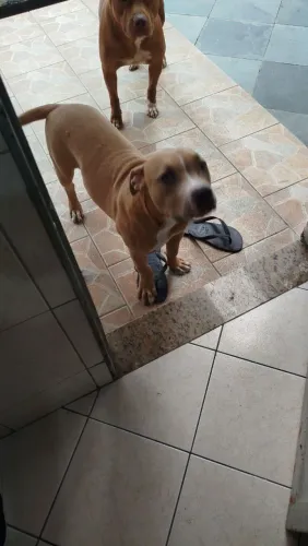 Cachorro doação 5 meses