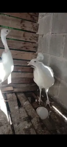 Galinha azul 
