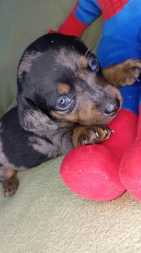 Dachshund primeira classe