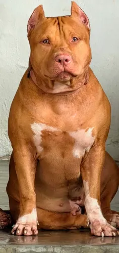 BrazilianBull ( Pit Monster ) Matriz Prenha com Preço de Oportunidade