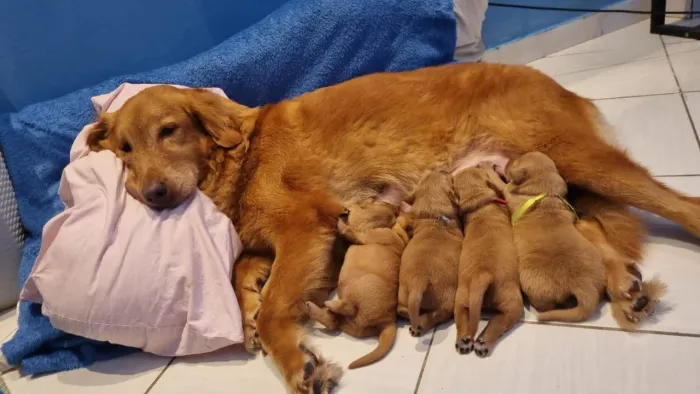 Filhotes de Golden Retriever