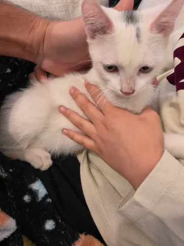 Doa-se Lindo Gatinho