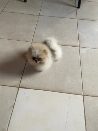 Spitz alemão macho anão