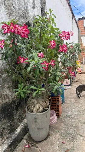 Rosa do Deserto