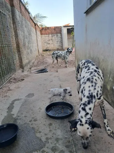 FILHOTES DE DÁLMATA