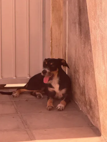 Cachorro dócil para adoção 