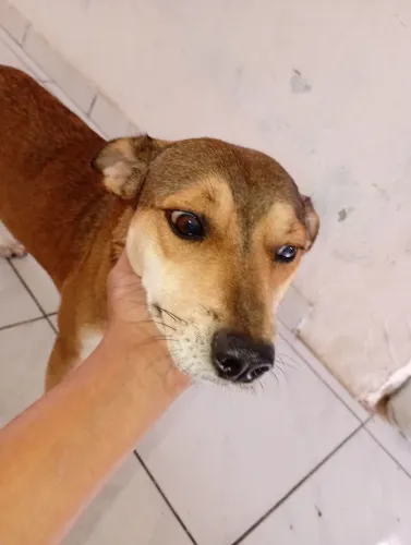 ? estou doando por não ter espaço, cachorro ?