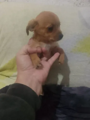 Filhote de Pincher com yorkshire macho