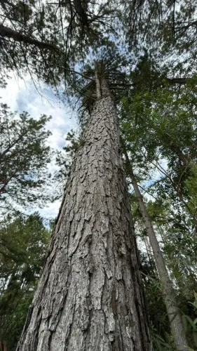 FLORESTA Campo Belo do Sul SC