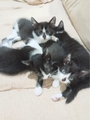 Doação de gatinhos