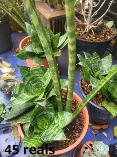 Vasos de plantas