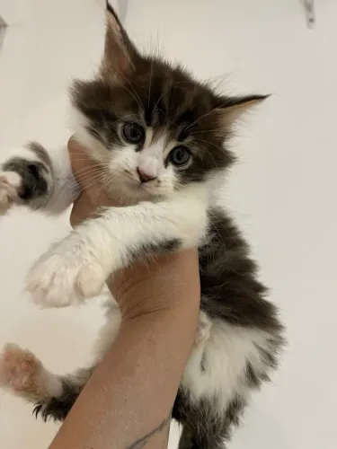 Maine coon