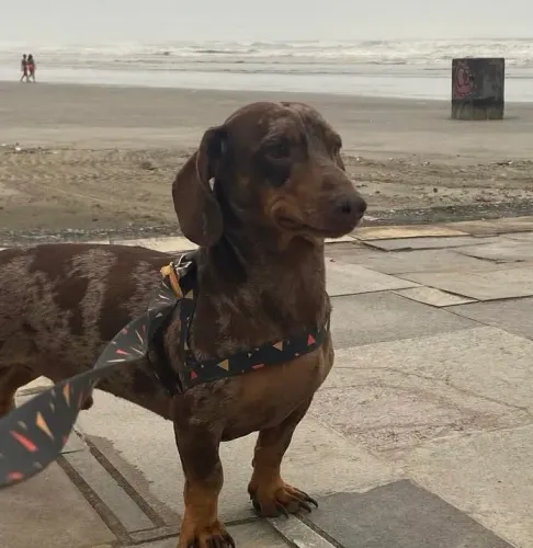 Dachshund  Marrom com manchas