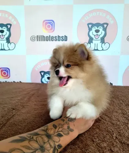 Spitz Alemão - Lulu da Pomerânia - Fêmea- Pedigree CBKC - 10x sem juros