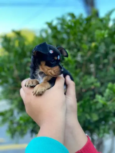 Pinscher Machinho na cor preto com canela filhote com 63 dias vacinados - Alberto